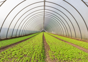 Serre e agricoltura